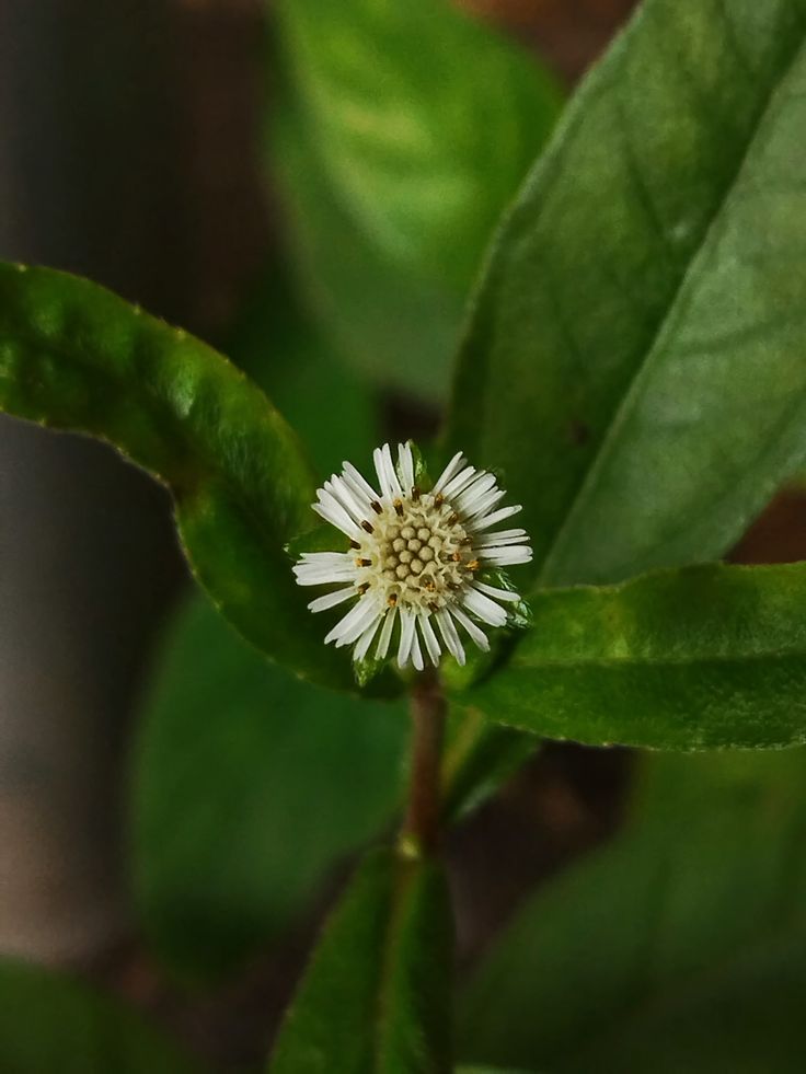 Bhringraj for hair growth, premature greying and thick hair