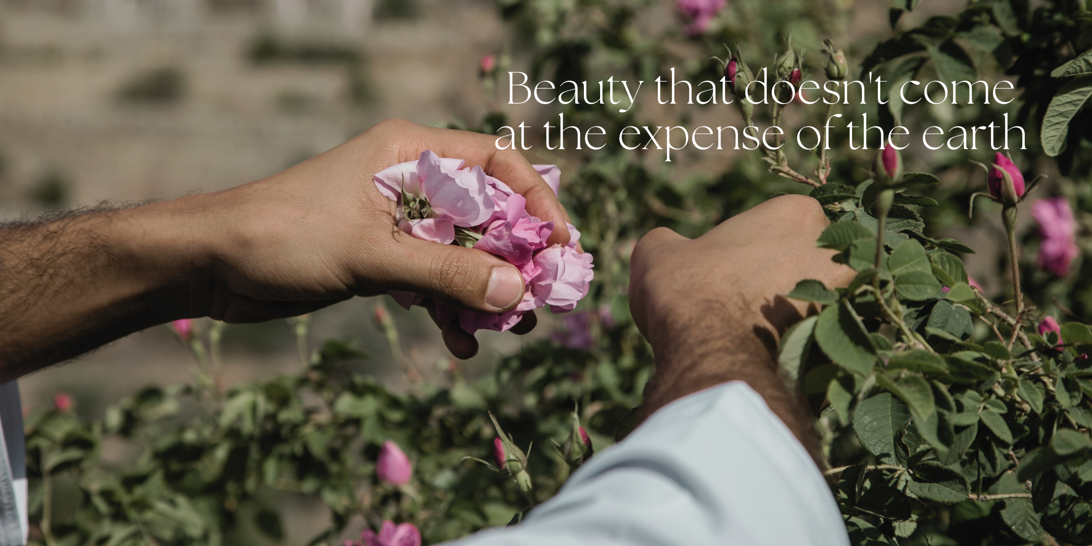 Beauty that does not come at the expense of the earth. Image: Man picking damask roses at plantation