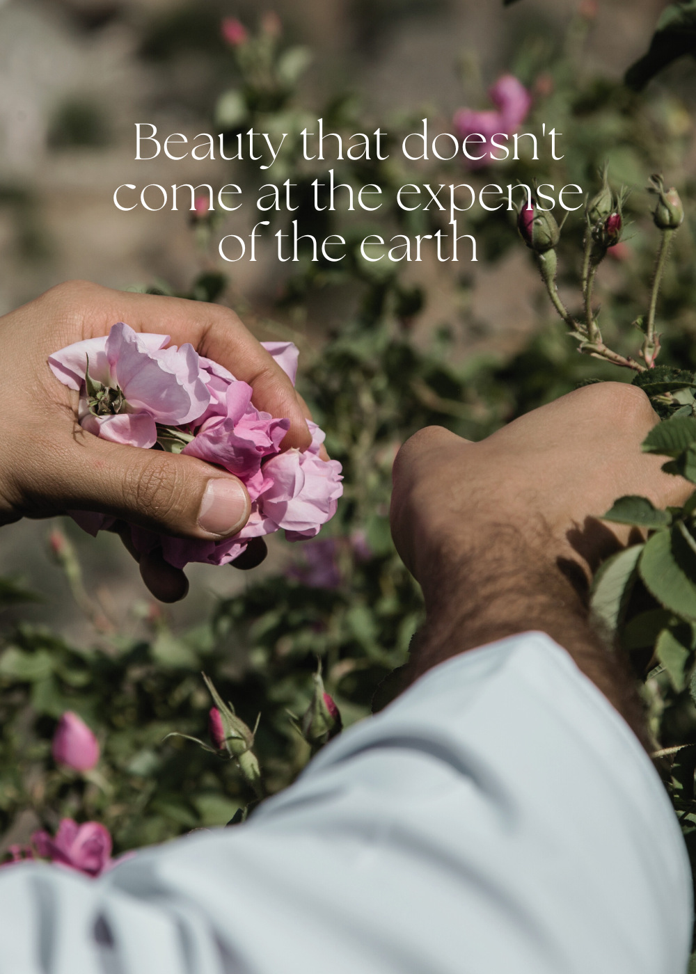 Beauty that does not come at the expense of the earth. Image of man picking damask roses from plantation