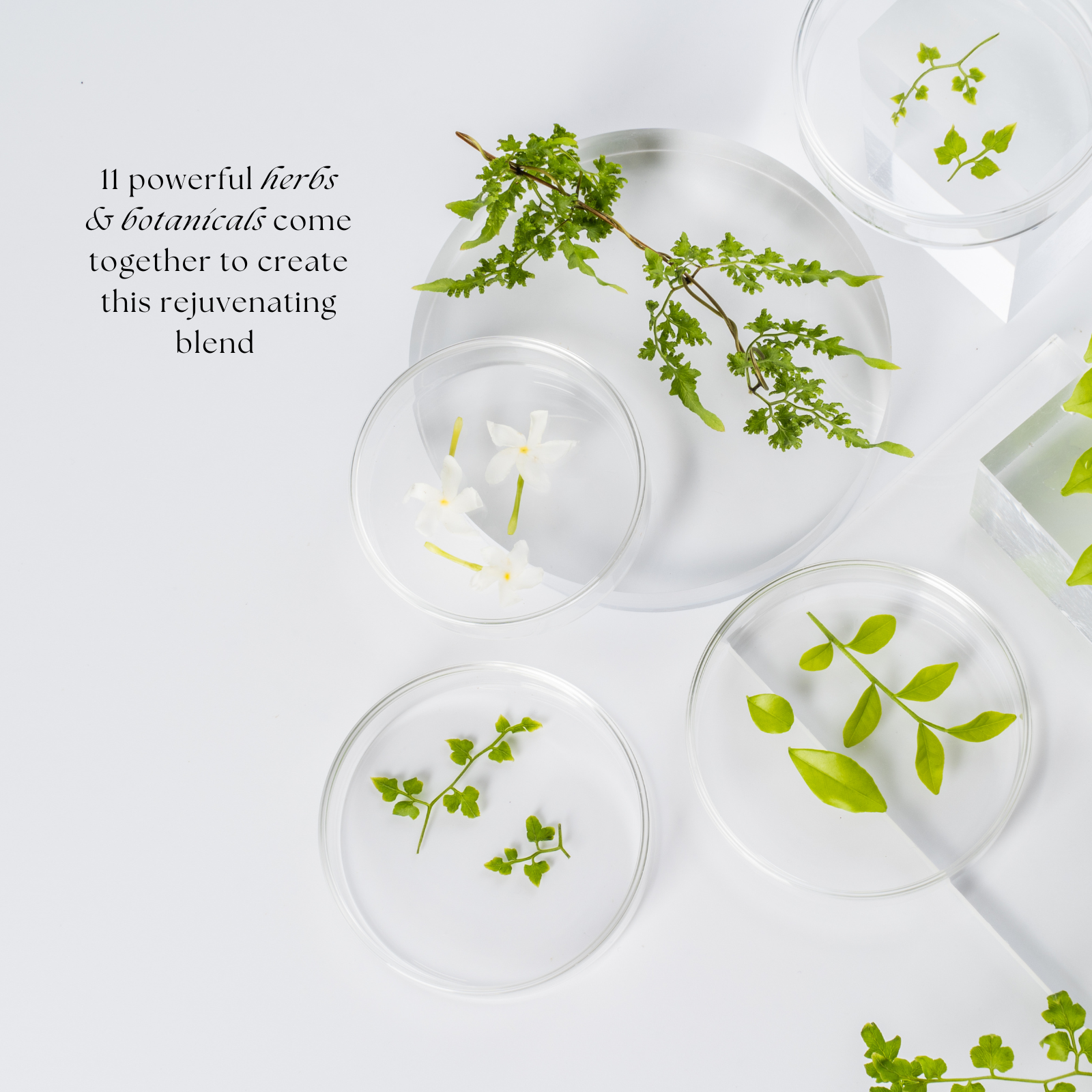 Rosemary Bhringraj & Mustard Hair Oil - NURTURE BY ANITA - Hair Growth Oil