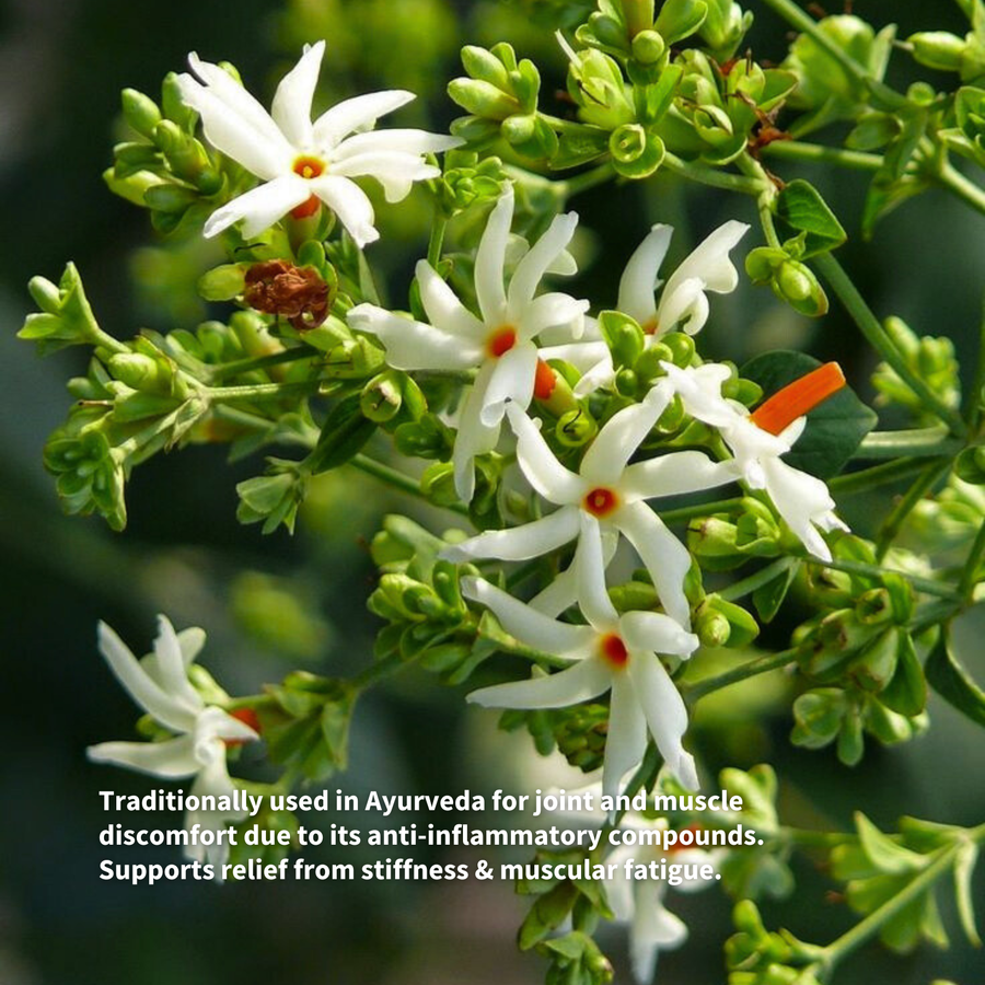 Night-Flowering Jasmine (Parijat)