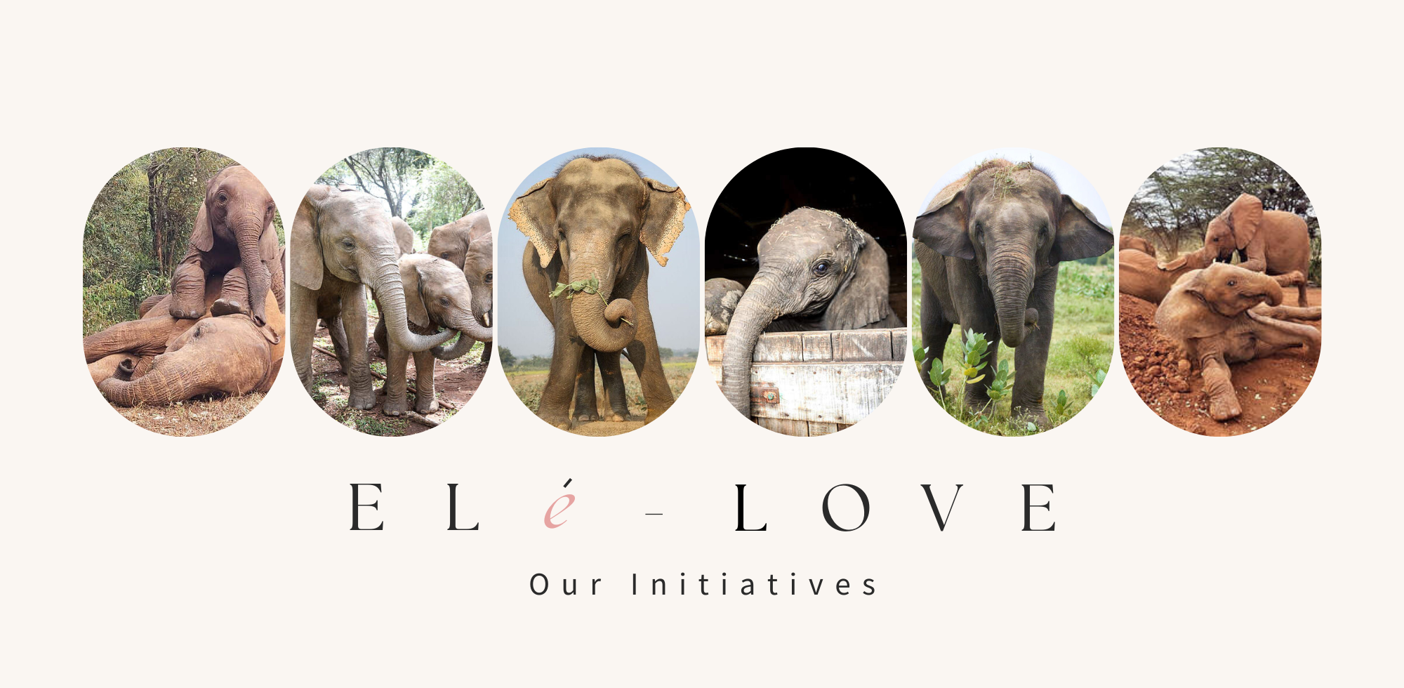 Images of our adopted elephants at Wildlife SOS and Sheldrick Trust