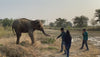 Nurture by Anita at Wildlife SOS Mathura with our adopted ele Pari